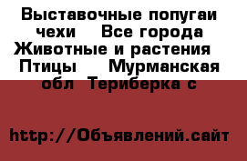 Выставочные попугаи чехи  - Все города Животные и растения » Птицы   . Мурманская обл.,Териберка с.